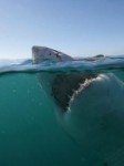 Le grand requin blanc