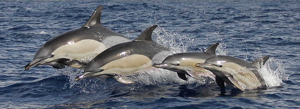 TR-PT001 - Groupe de dauphins sautant