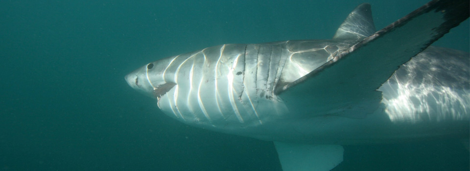 Afrique du Sud - Requins du Cap des Tempêtes