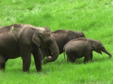 Famille d'éléphants d'Asie