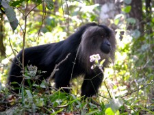 Macaque à crinière de lion