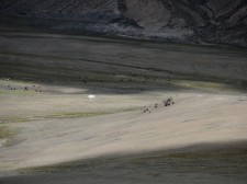 Troupeau au fond d'une vallée