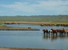 Troupeau de chevaux dans la région de Lun (130 km à l’ouest d’Oulan-Bator)