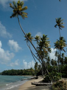 Plage de Toco, côte nord-est de Trinidad