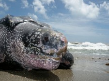 Tête de tortue Luth sur une plage de Trinidad