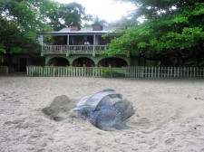 Tortue Luth devant l'hôtel à Grande Rivière à Trinidad