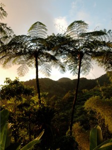 Fougères géantes de Martinique