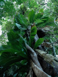 Plantes épiphytes sur le Gros Piton