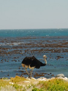 Autruche musardant en bord d'océan