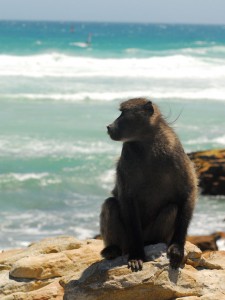 Babouin du Cap méditant au bord de l'océan