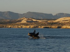 Baleine franche australe