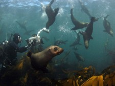 Séance de jeu avec les otaries