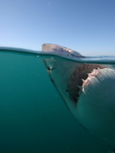 Une autre vue sur la dentition du requin blanc depuis la cage