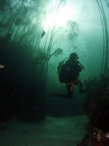 Plongée dans les forêts marine de varech à la recherche du requin griset