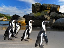 Rencontre avec les manchots du Cap