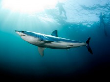 Plongée en haute mer et rencontre avec le requin Mako