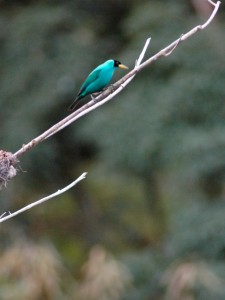 Un sucrier vert, oiseau exotique présent à Trinidad