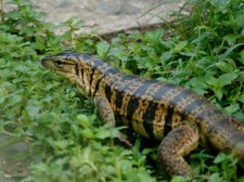 Un lézard Tégu