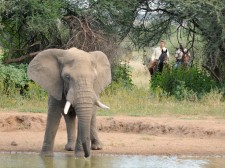 Approche de l'éléphant au Botswana