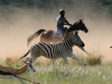 Au galop avec zèbres et antilopes