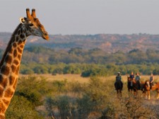 Rencontre de taille avec une girafe au Botswana