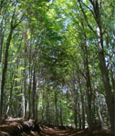 Forêt de chênes et châtaigniers