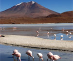 Bolivie - Lac salé - Flamands roses