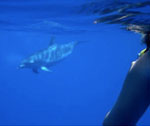 Nage en compagnie d'un dauphin