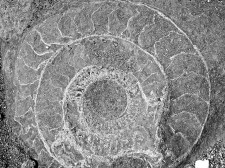 Empreinte d'ammonite