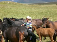 Élevage et soin des chevaux