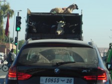 Scène de circulation à Marrakech