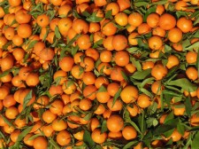 Vendeur de mandarines au souk