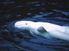 Béluga dans le parc marin du Saguenay