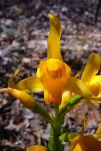 Chloraea alpina, une orchidée qu'on trouve en Patagonie