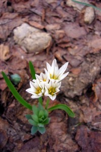 Un exemple de la flore de montagne