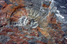 Une ammonite dans la vallée des fossiles (Argentine)