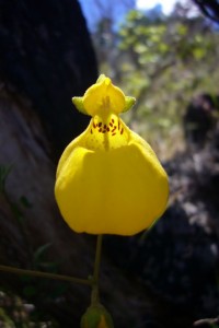 L'orchidée Zapatito de la Virgen (Chili)