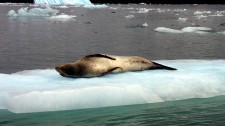 Un phoque tigre de l'île de Chiloé fait la sieste au soleil (Chili)