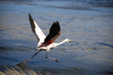 Un flamant rose décolle de la lagune