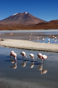 Flamants, lagune et volcans