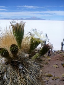 Cactus en fleur dans le Salar