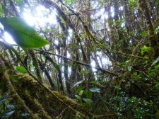 Extension Forêt tropicale d'altitude – Dans la jungle
