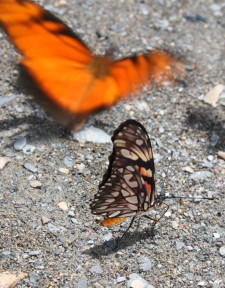 Extension Forêt tropicale d'altitude – Des petits habitants multicolores