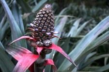 Un ananas en fleur