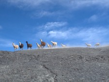 Un troupeau de lamas dans la montagne