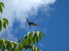 Un vautour nous survole