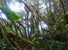 "Yungas", la forêt tropicale de montagne