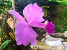 Un cattleya au jardin botanique de Cienfuegos