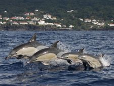 Une famille de dauphins nageant devant la côte