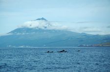 Un groupe de globicéphales nage devant le volcan